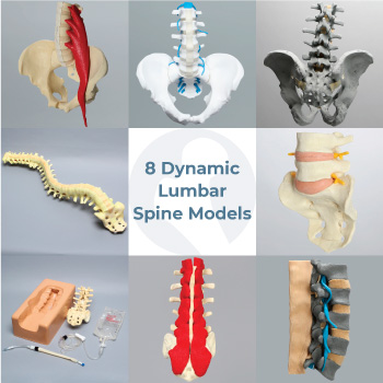 Lumbar spine models are as dynamic and varied as the treatments they prepare medical students to master. Click the link in our bio to learn more!