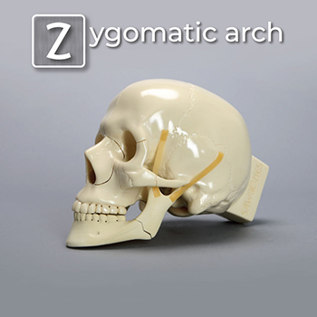 Z is for Zygomatic Arch